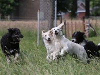 Puppys van Bliss040622-0114